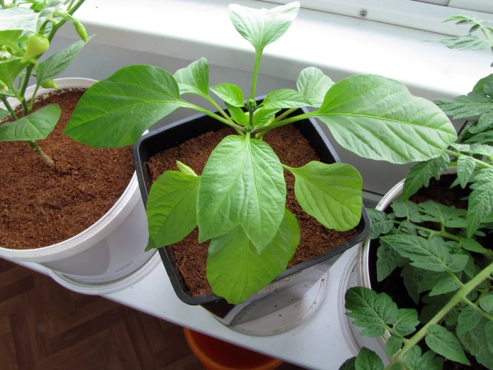 Can pepper stick together? :D - My, Vegetable garden on the windowsill, Hot peppers, Pepper, Pepper farming, Hydroponics