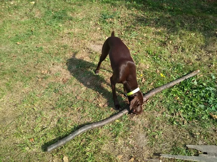 Host, this stick will suit me! - My, Pets, Kurzhaar, Dog
