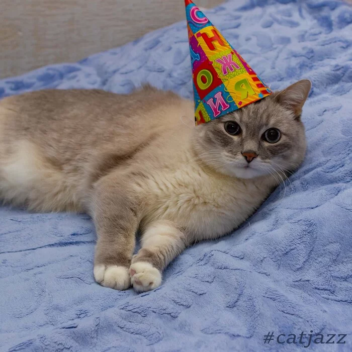 Jazz Cat - Jazz Cat, Pets, Birthday