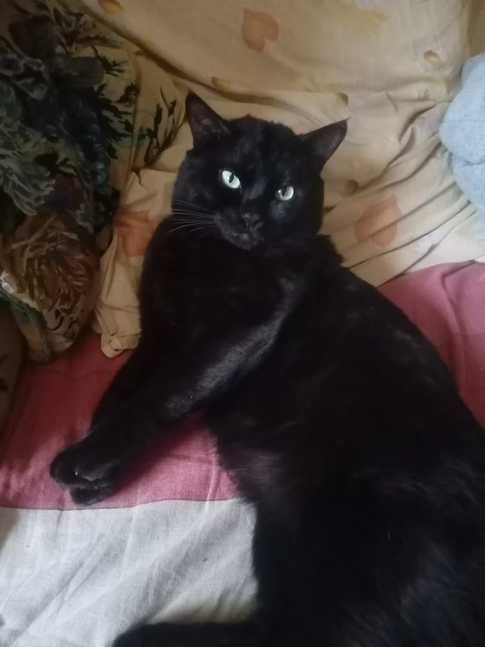 Принимайте)))) - Моё, Кот, Черный кот