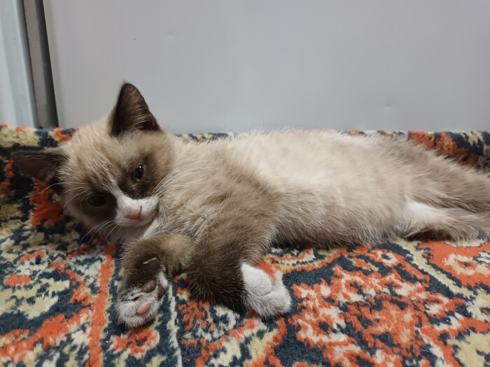 Не запостил-не пикабушник