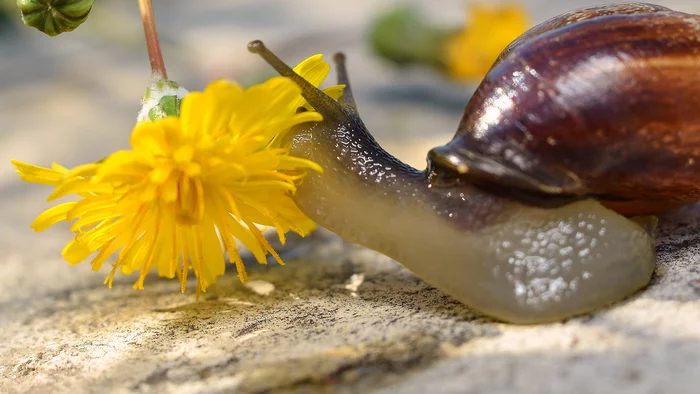 Cochlear macro hunting. Photographing snails to order - My, Macro photography, Snail, Nikon, Nature, The photo, Instructions, Video, Youtube, Longpost