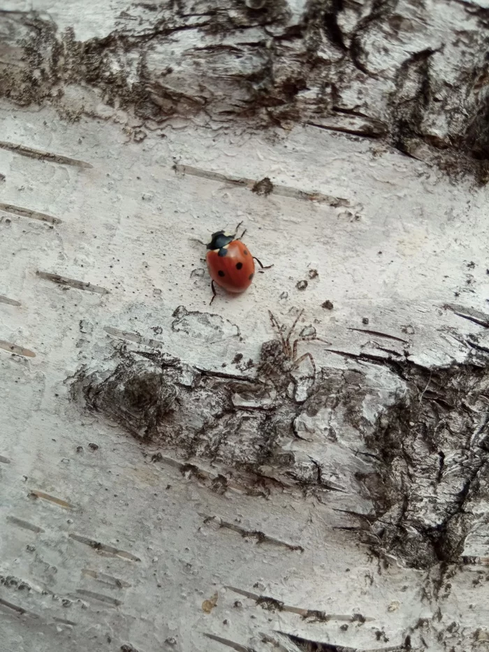 Ladybug and Master of Disguise - My, ladybug, Spider, Birch