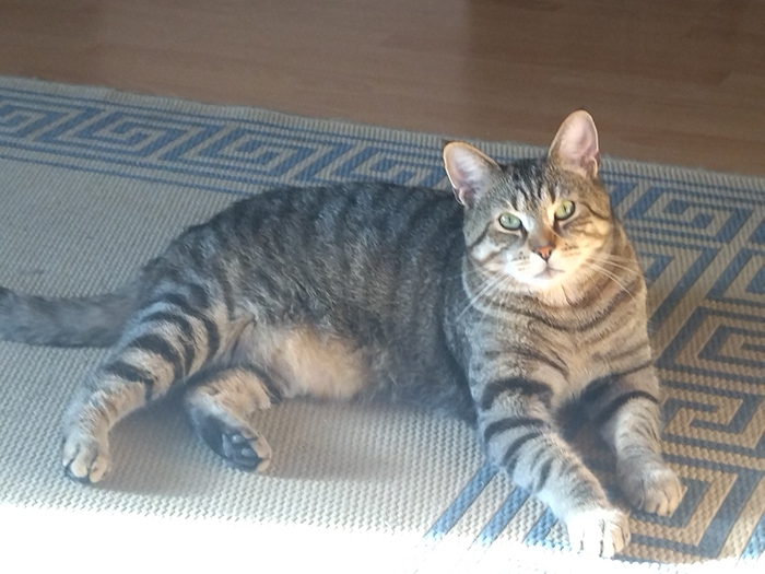 ��� ����