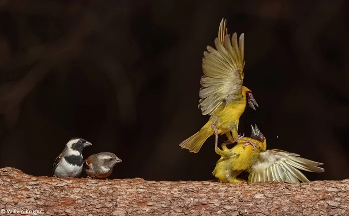 Everything is like people: a duel of weavers, fans - sparrows - Birds, Weavers, Sparrow, Wild animals, wildlife, South Africa, The photo