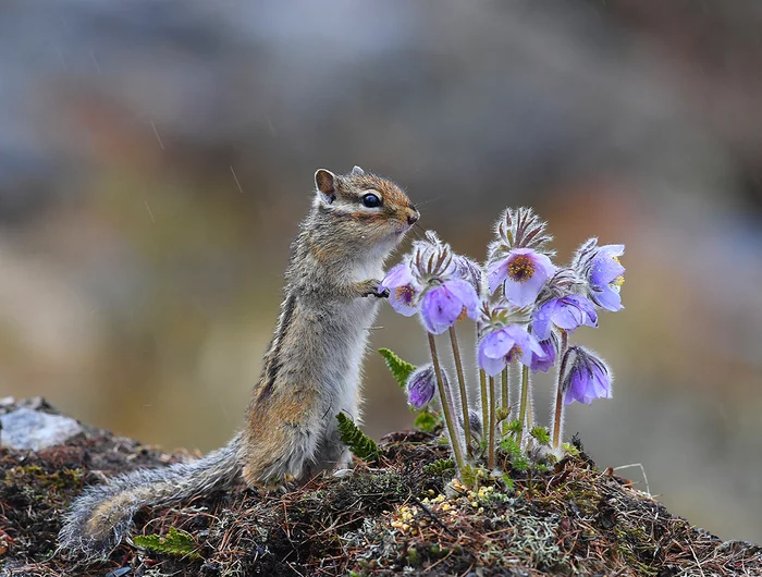 Beautiful world - Chipmunk, Flowers, Spring, Yakutia, beauty of nature, Rodents, Wild animals, The photo, Yuriy Kokovin, Russian Geographical Society, wildlife