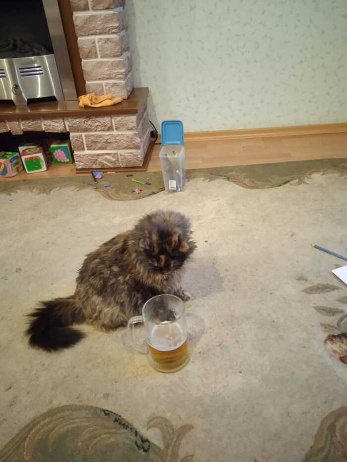 Кошка моя Кот, Пиво