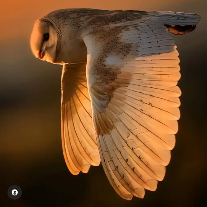 Flying over the nest - The photo, Owl, Birds, Barn owl, Wild animals