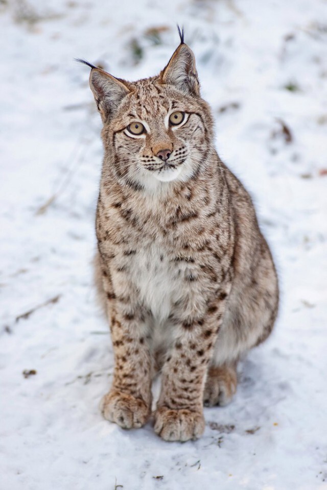 There was a petition FOR the ban on hunting rare species in the Omsk region. Sign, please! - My, Cat family, cat, Omsk, Omsk region, Rare view, Shooting animals, Protection of Nature, Red Book, Петиция