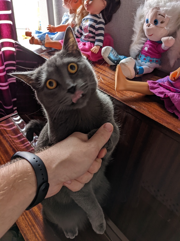 Рад знакомству, Кот