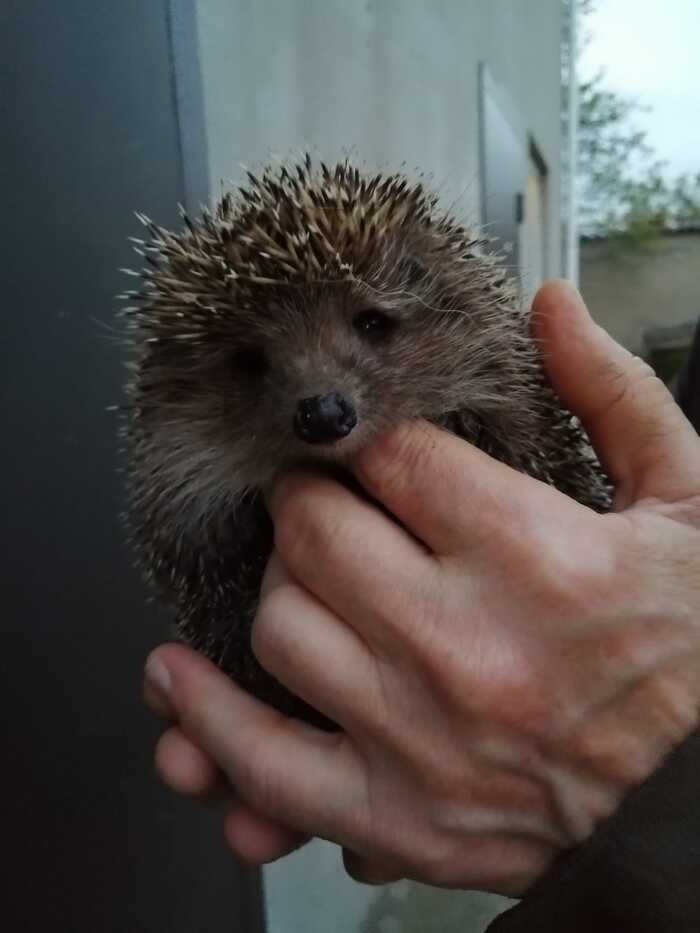 Thorny Neighbor - My, Hedgehog, Milota, Country people, Краснодарский Край, Video, Vertical video, Longpost