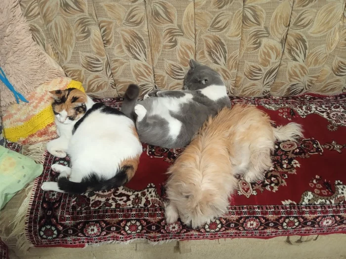 Three Musketeers - Animals, Cats and dogs together, cat, Dog, The photo