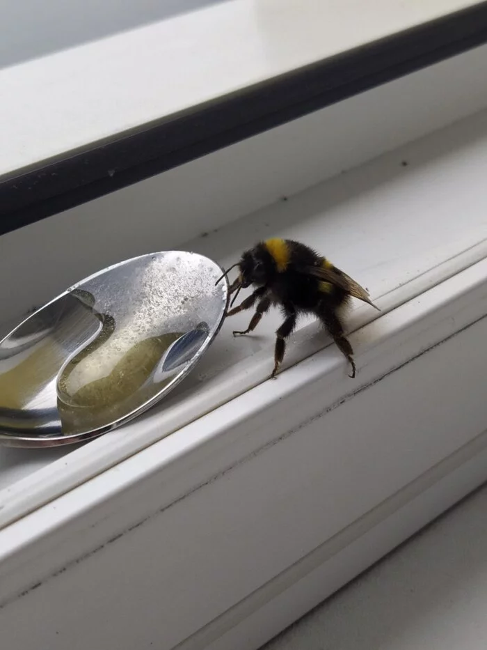 The Arrival of the Bumblebee - My, Bumblebee, Nature