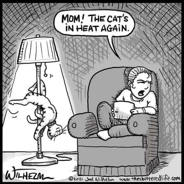 Mom, the cat is estrus again! - cat, Leak, Caricature, Translation