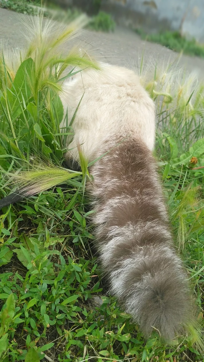Tail pipe - My, cat, Nature, The street, Walk, Spring
