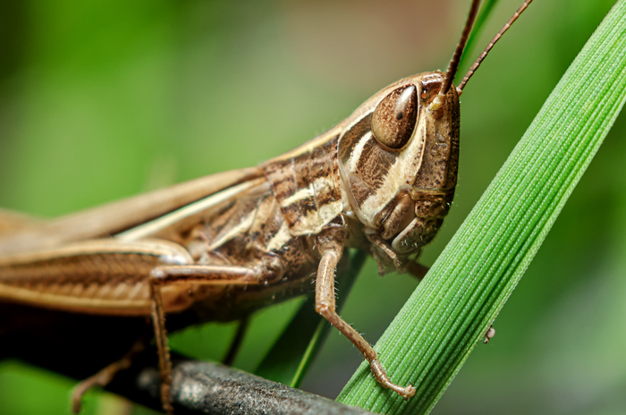 Макроохота