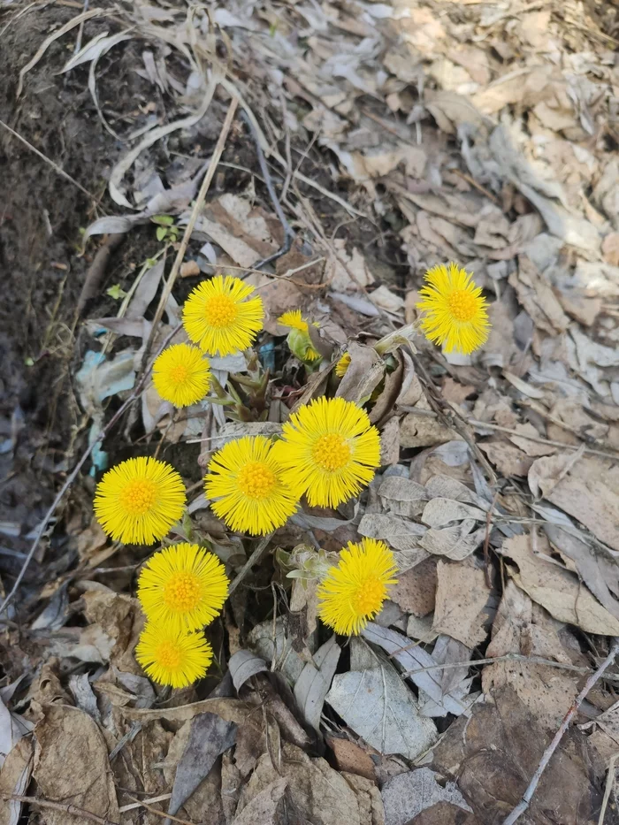 Finally - My, Spring, Kazan, Flowers