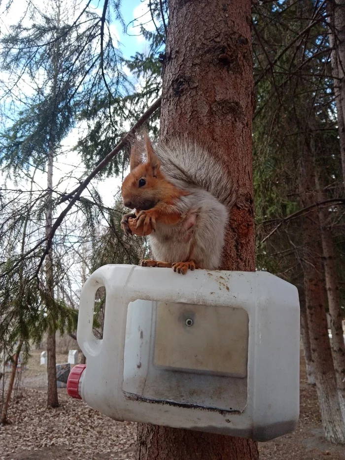 Nursing Squirrel - My, Town, Animals, Wild animals, Longpost, Squirrel