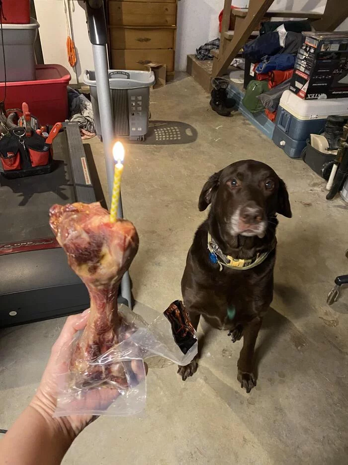 Why not? - Dog, Birthday, Candle, Bones, Congratulation, Milota, Labrador