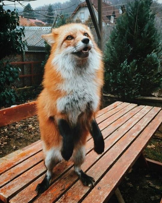 And the kolobok will come out for a walk? - The photo, Fox, Wild animals