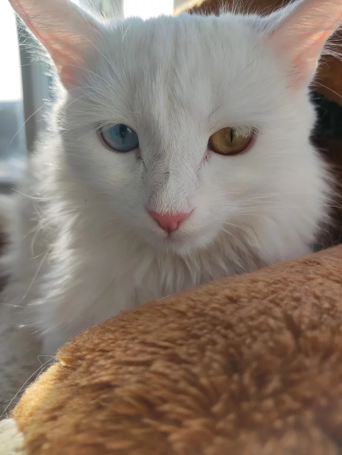 Cat Tisha - My, cat, Turkish angora, Heterochromia, Blue, Yellow, Eyes