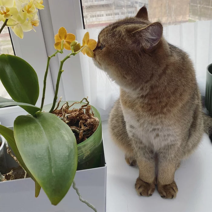 Spring - My, cat, British Golden Chinchilla, Paws, Kus, Milota