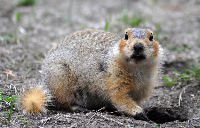 Apple cheeks - Gopher, beauty of nature, The photo, Shatalov, wildlife, Wild animals, Rodents, Kazakhstan, Ore