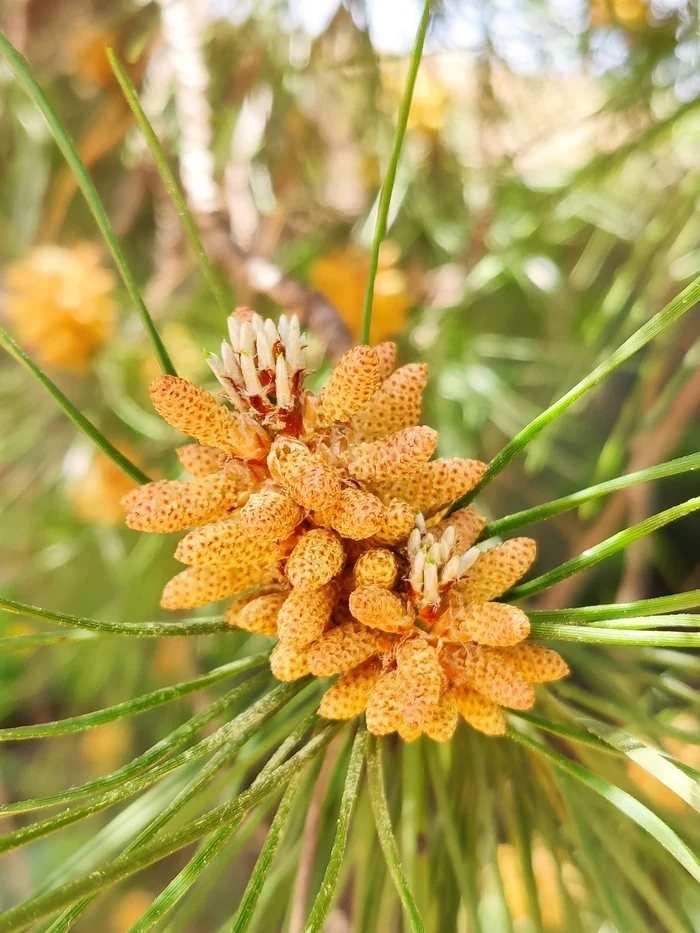 Шишка Pinus Nigra - Моё, Сосна, Шишки, Португалия, Мобильная фотография, Дерево, Путешествия