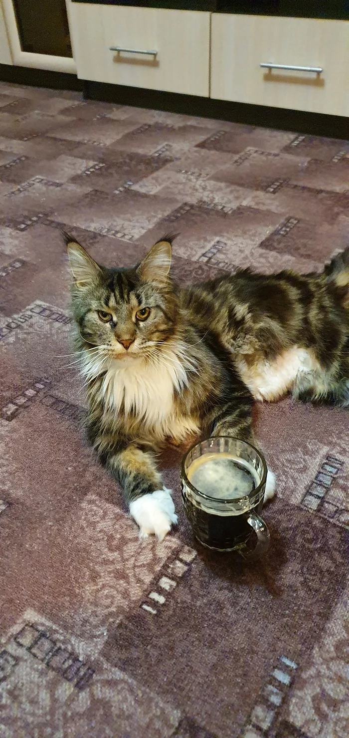 Cat and beer - cat, Maine Coon, Longpost