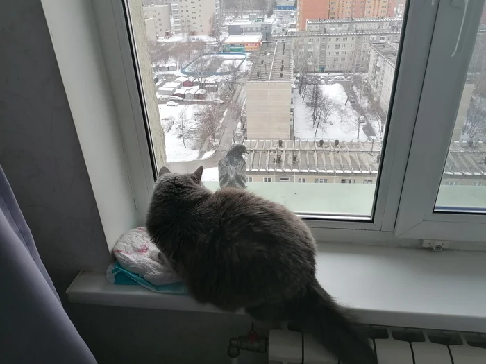 Lone pigeon on the ledge outside the window - Novosibirsk, cat, Pigeon, Window, View from the window, Grey