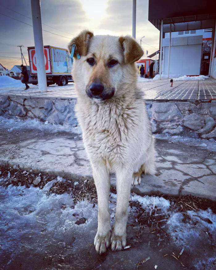 Posel, Lipetsk Region - My, Are you a cho dog?, Lipetsk, Dog