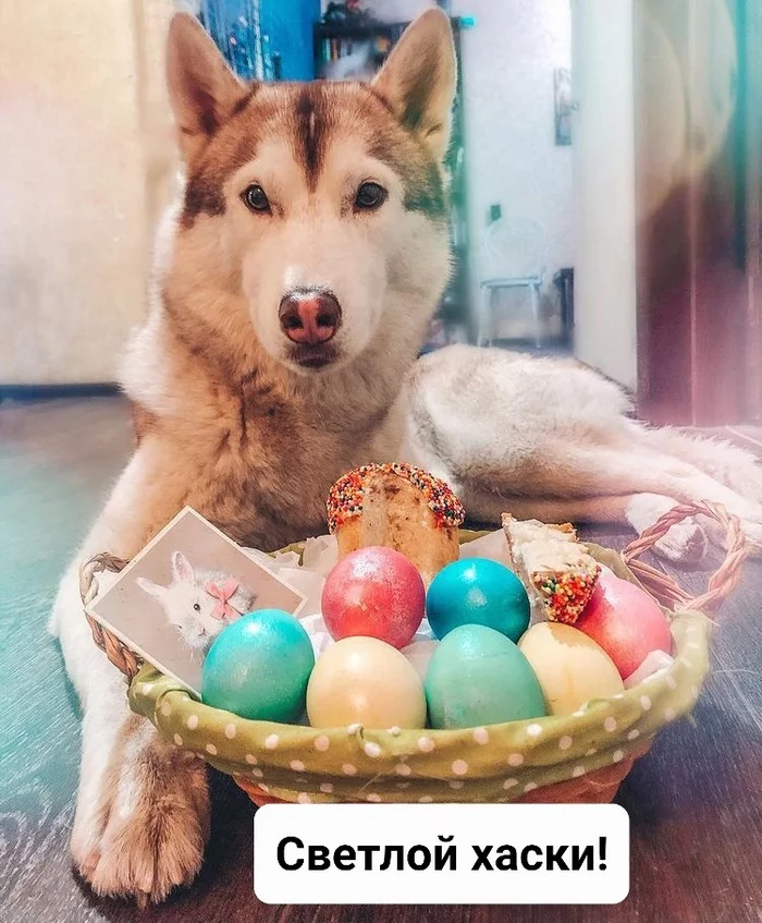 Truly - Husky, Easter, Dog, Eggs