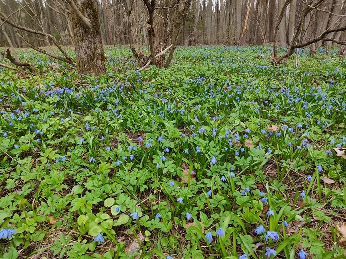 Proleska - My, April, Moscow region, Primroses, The photo