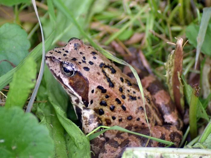 Sight - My, Nature, Amphibians, Nikon, Large, Frogs