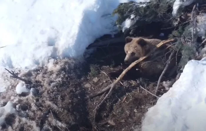 On Kolyma, a blogger filmed a bear coming out of its den - The Bears, Brown bears, Hibernation, Den, Spring, Interesting, Kolyma, Magadan Region, Positive, Video, Youtube