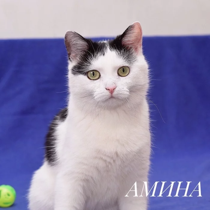 Aminochka is looking for a family - My, No rating, cat, Help, In good hands, Chance, House, Pets, Moscow, news, Kittens, Longpost