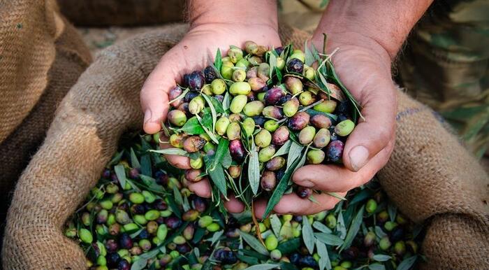 Olives from Crimea - Сельское хозяйство, Russia, Olives, Crimea