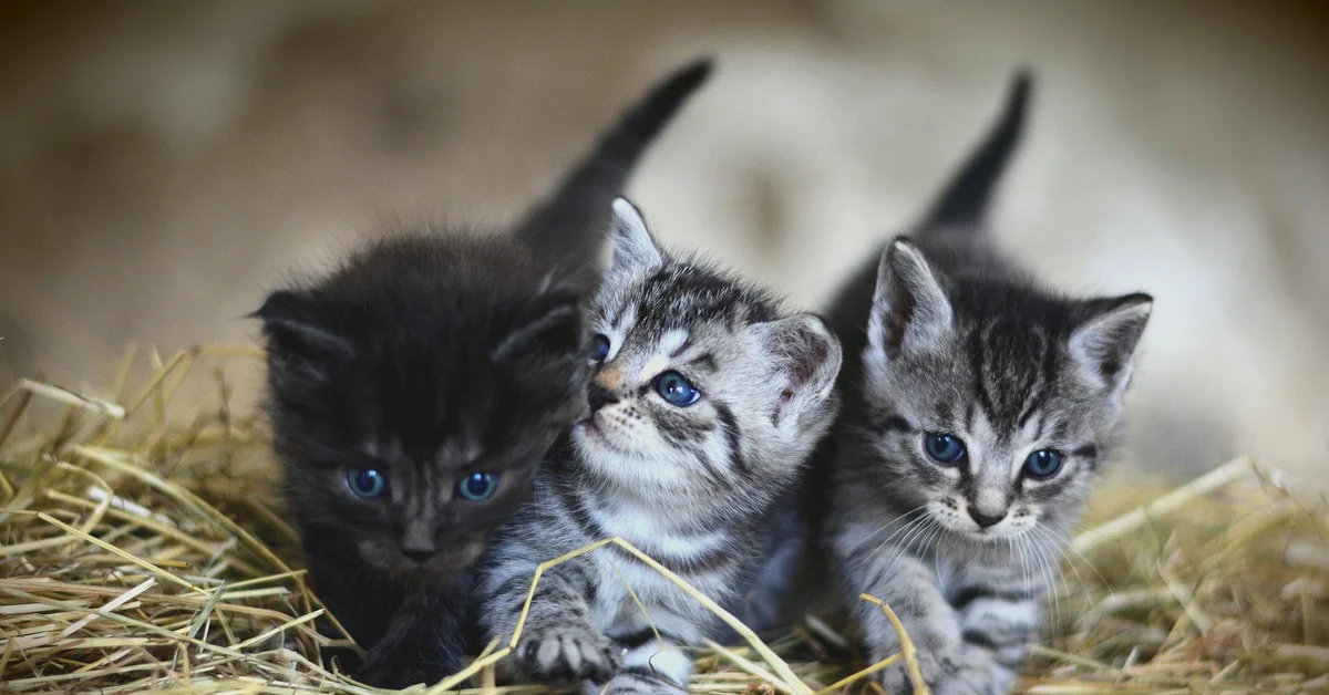 3 маленьких кошек. Кошки маленькие. Картинки котят. Котята милашки. Маленький котенок.