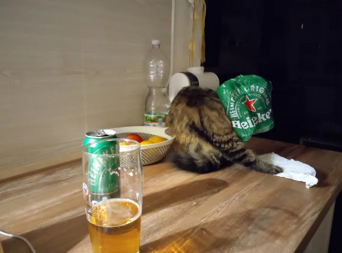 Neinekoten - My, cat, Beer, Pets