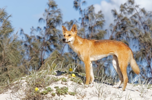 Study: Dingoes are genetically found between a wolf and a dog - Dingo, Wild animals, Australia, Interesting, Feral animals, Genetics, DNA, Research, Longpost