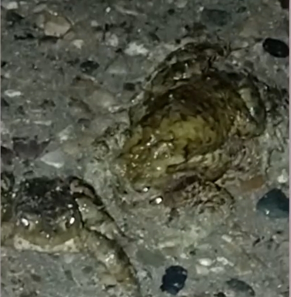 Night guests at the biological station Marinino - Spring, Morning, Autumn, Nature, Walk, Eco-city, Video, Vertical video, Longpost, Frogs