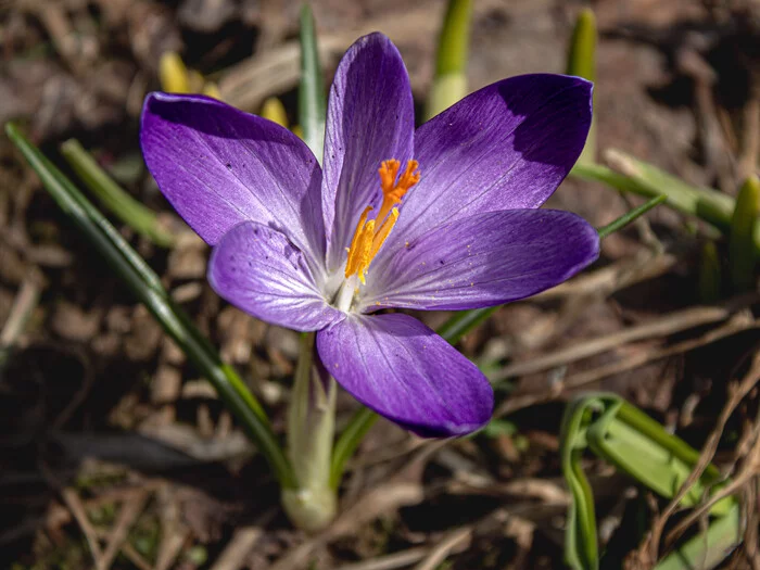 Towards the sun - My, Canon, The photo, Flowers, Crocus, beauty of nature