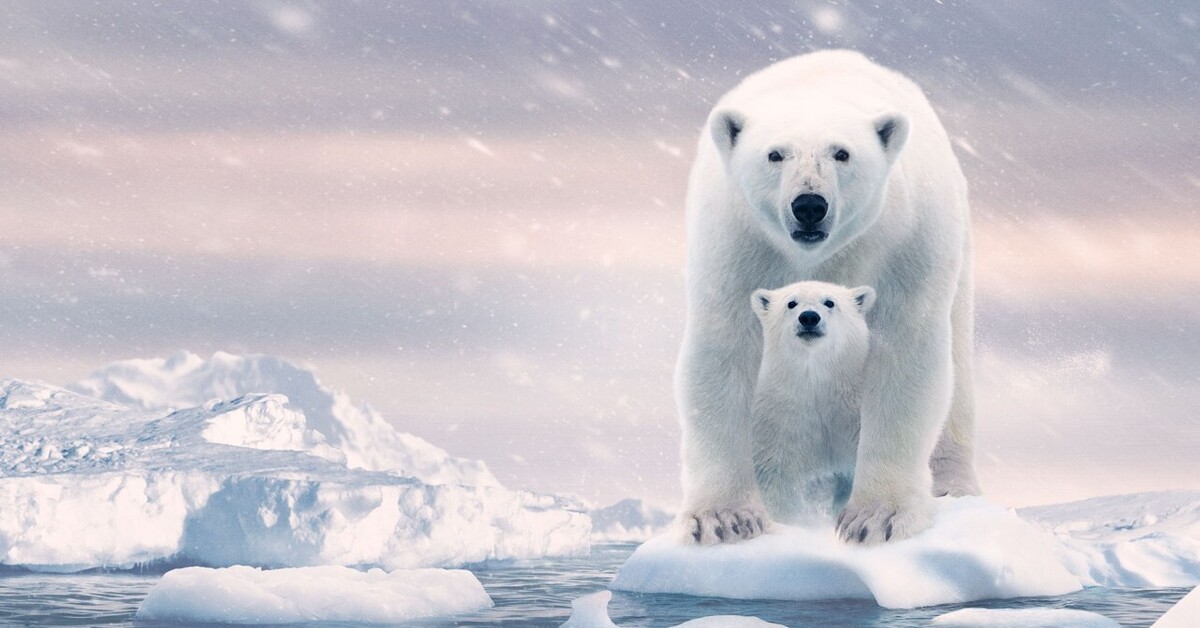 Холодно полярный 3. Белый медведь WWF. Белые медведи на Аляске. Полярный медведь.