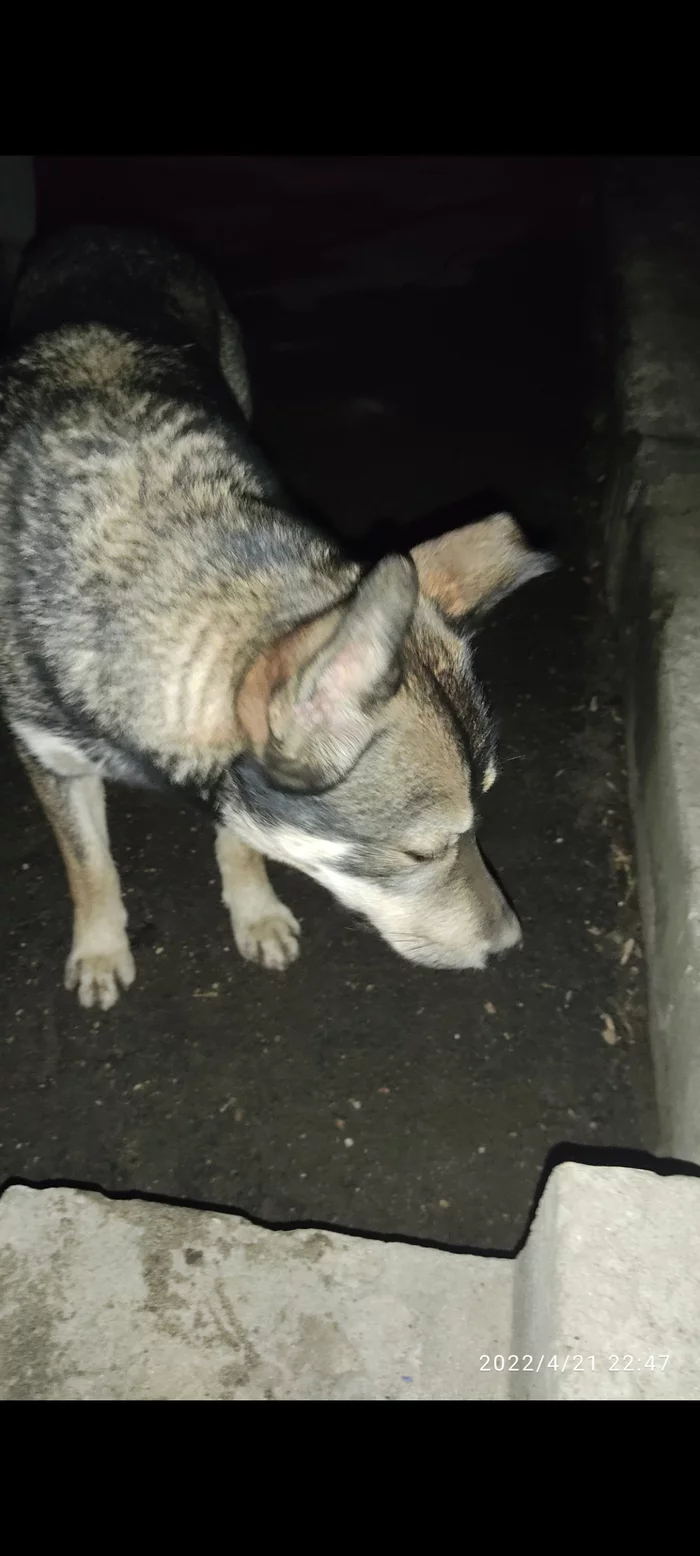 Husky was found, Pavlovskoye village, Mosk. region - Moscow region, Подмосковье, Lost, The dog is missing, Husky, Homeless animals, Urgently, Domodedovo, Help, Found a dog, Longpost