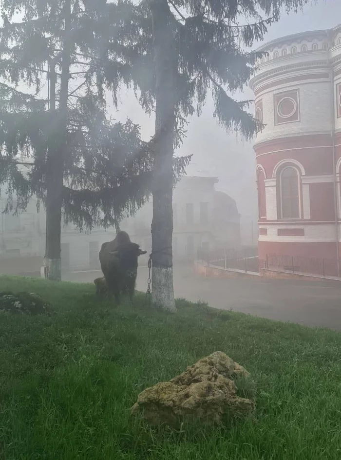 Настоящий бизон гуляет в центре города! - Бизон, Побег из клетки, Животные, Курская область, Длиннопост