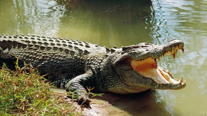 A crocodile ate another man who was coping with the need in the river - Crocodiles, Reptiles, Wild animals, Predatory animals, Reserves and sanctuaries, India, Interesting, Negative, wildlife, Longpost, news, Accident, Attack, Death, Hunting
