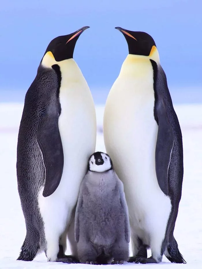 25 April World Penguin Day - The photo, Penguins, Holidays, Wild animals, Birds, Longpost