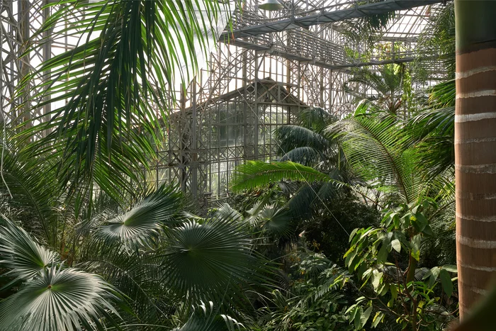 Large palm greenhouse, architecture and interior - My, Architecture, Greenhouse, Botanical Garden, Saint Petersburg, Green, Plants, Tropics, Palm trees, Beautiful, Longpost, Fujifilm