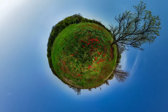 Planet of Tulips - My, Panoramic shooting, Spherical panorama, Canon 600D, Samyang 14mm, 360 degrees, Tulips, Tree