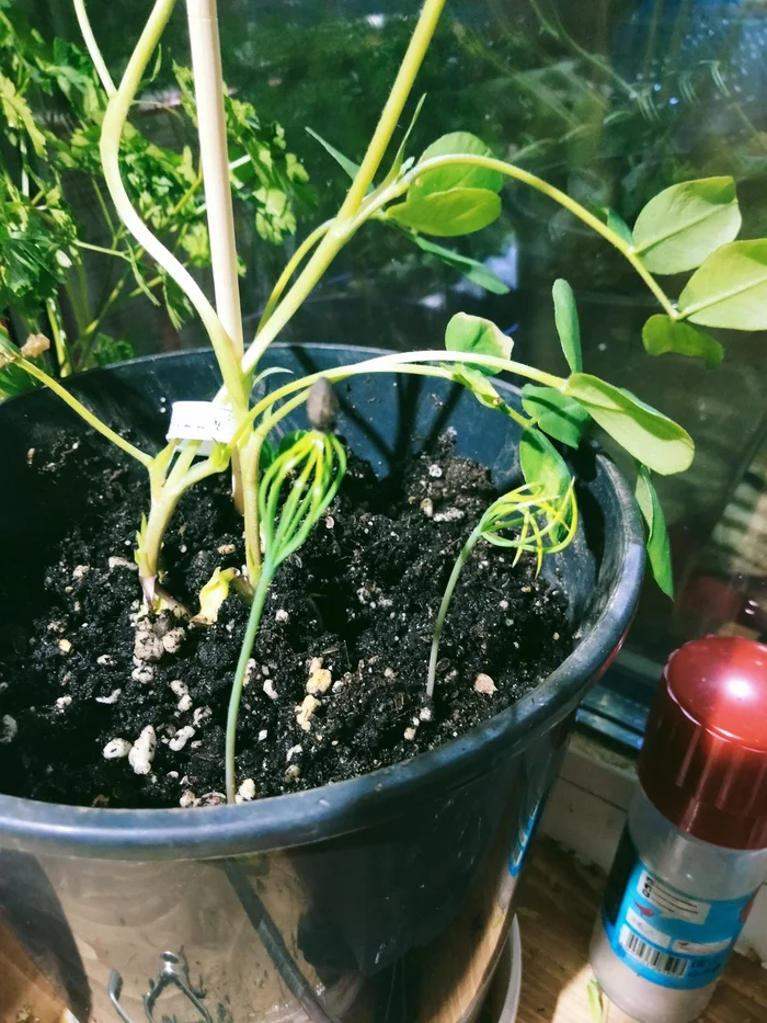 Continuation of the epic with peanuts))) - My, Vegetable garden on the windowsill, Peanut, Humor, Question, Pine, Longpost